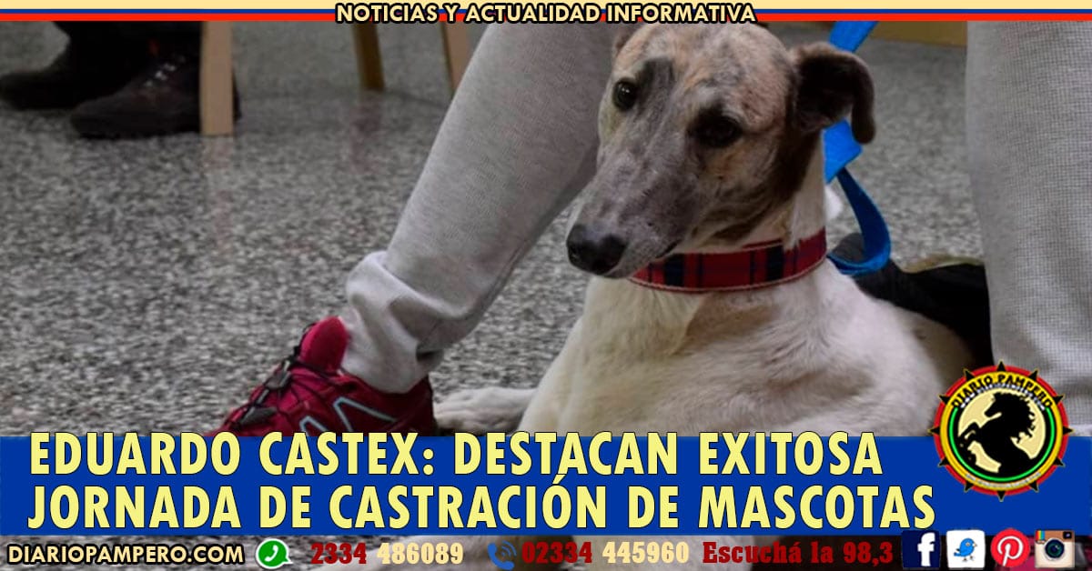 mascotas