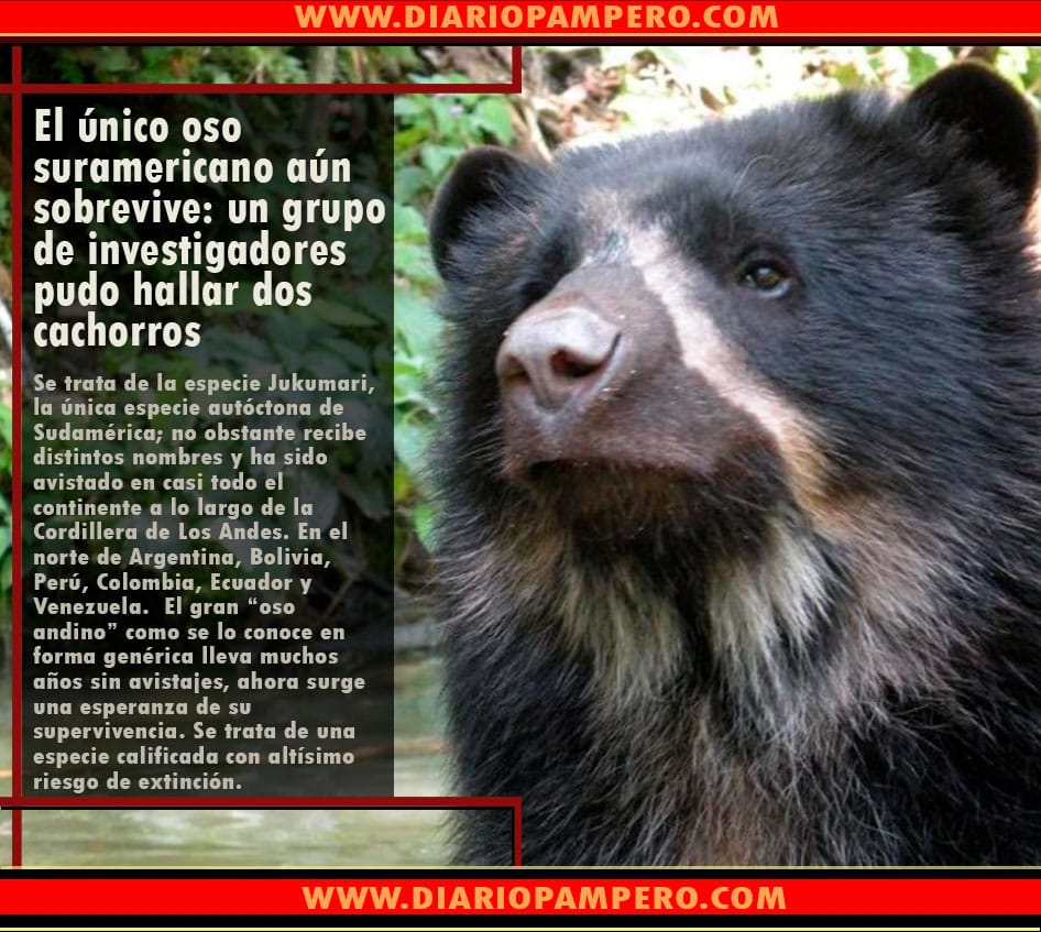 oso