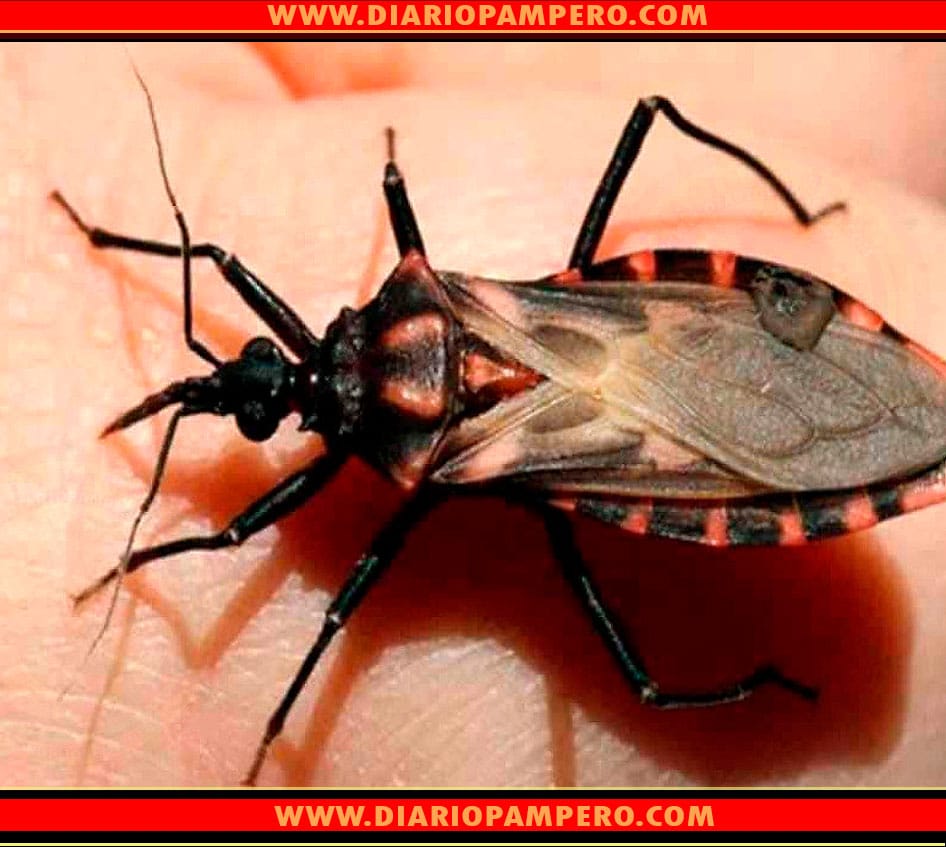 chagas