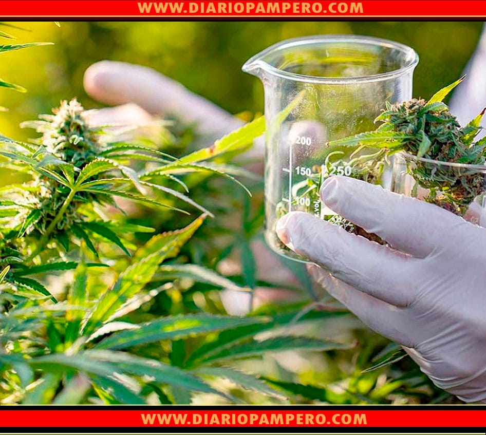 cannabis