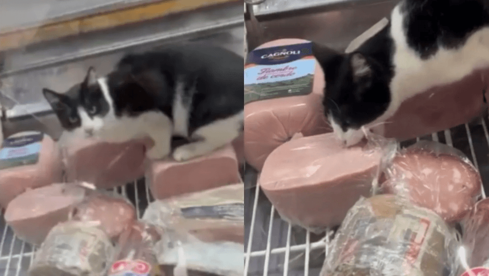 gato comiendo fiambre