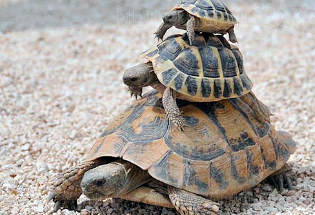 imagen de tortugas