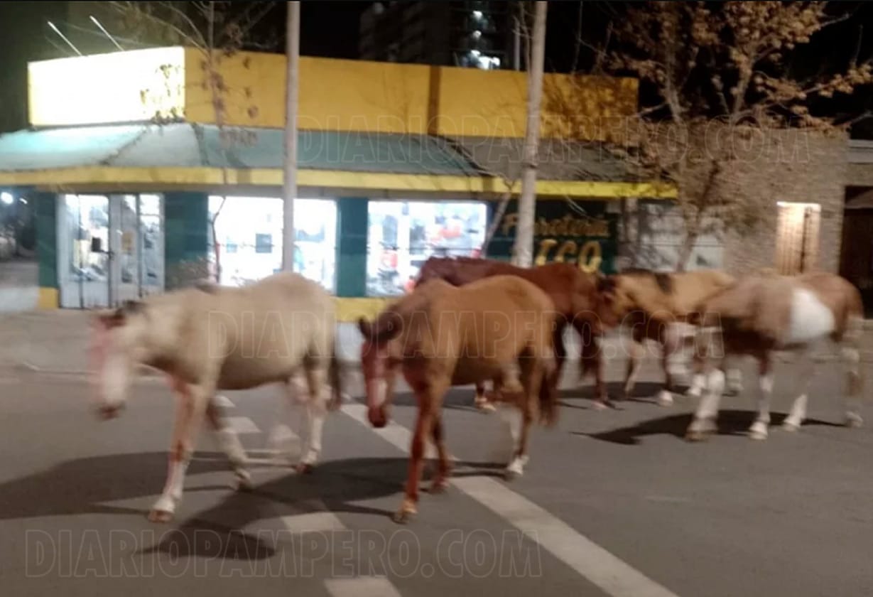 caballos