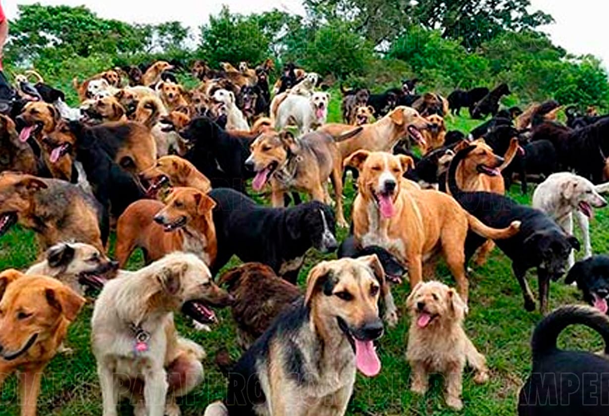 imagen de muchos perros