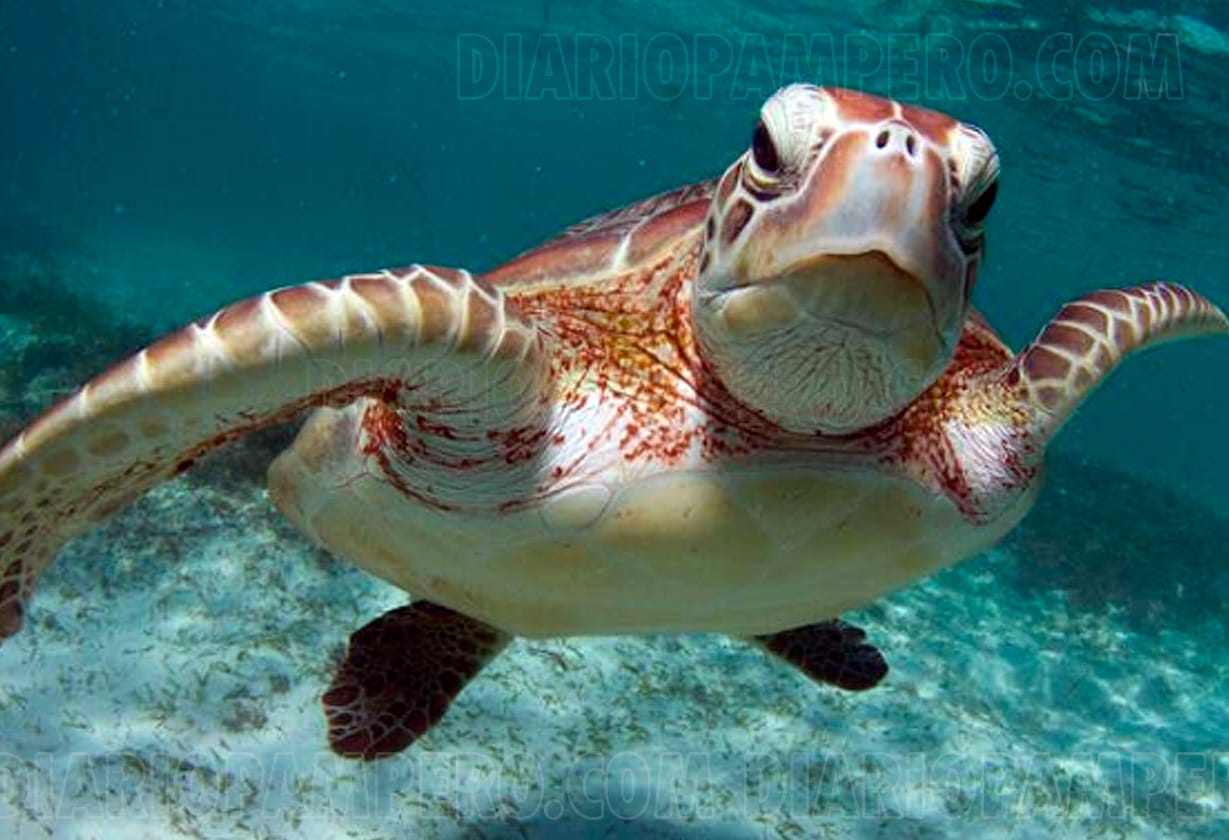 tortugas_marinas