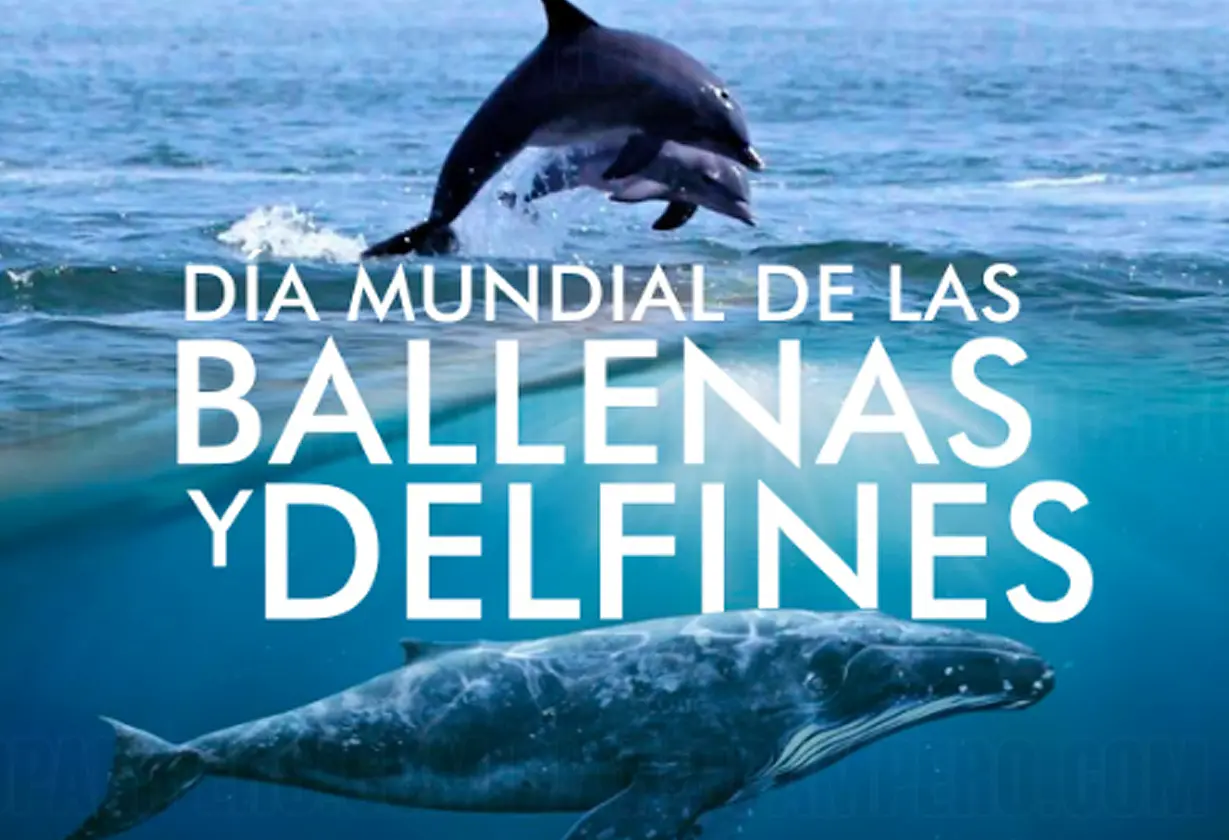 ballenas_delfines