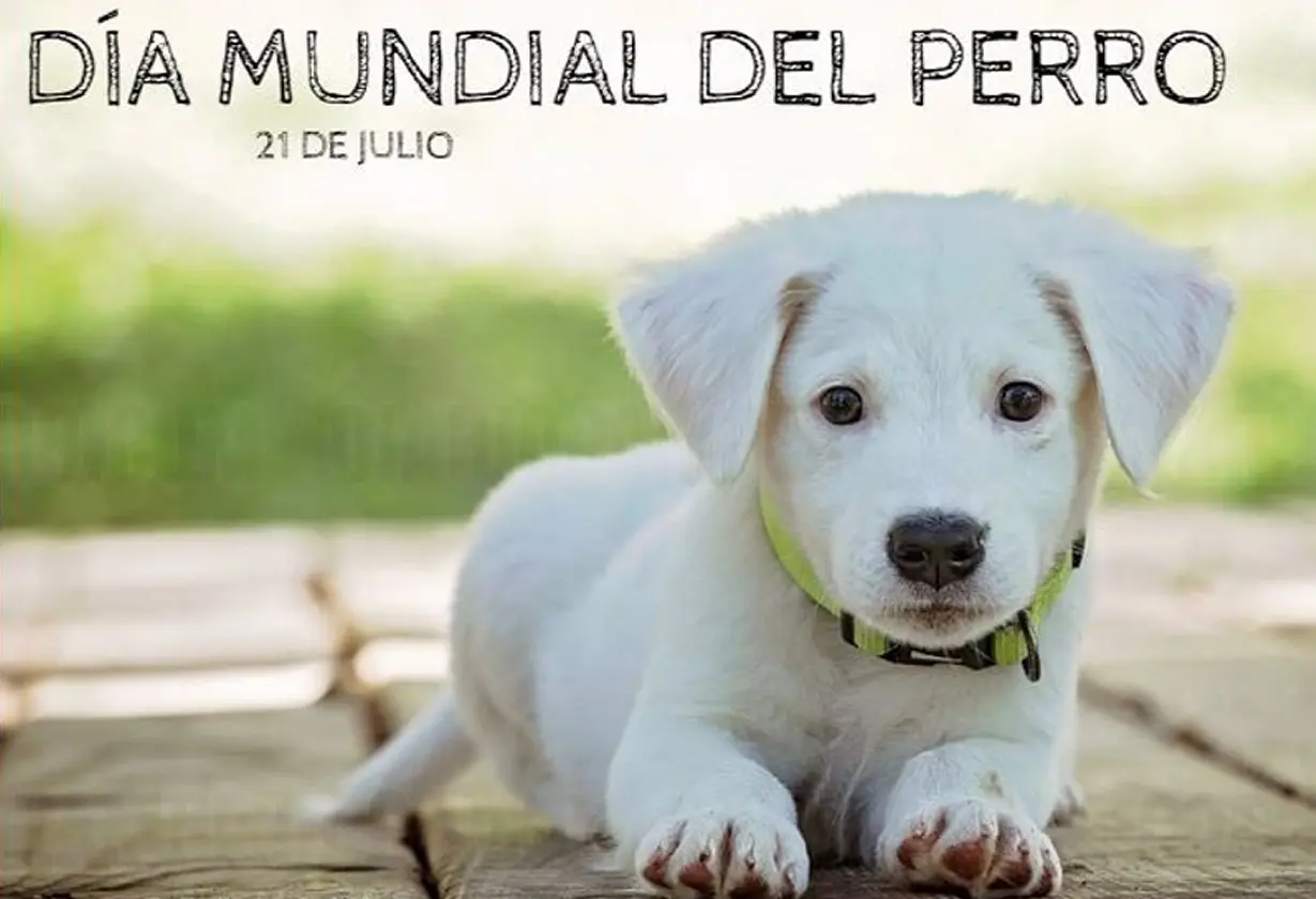 dia_mundial_perro