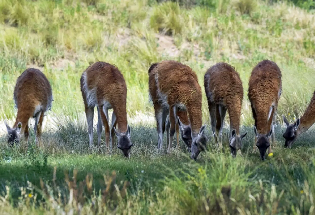 guanacos