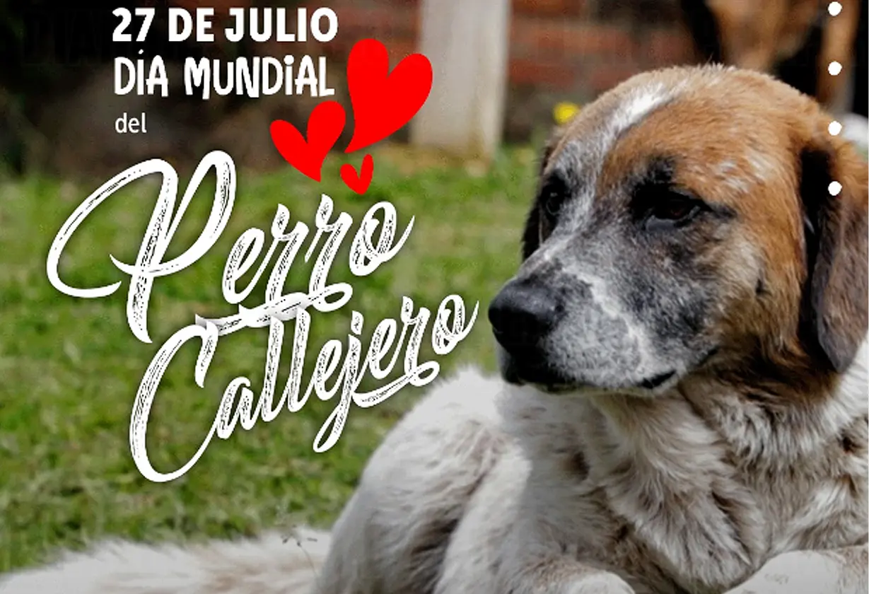 perro_callejero