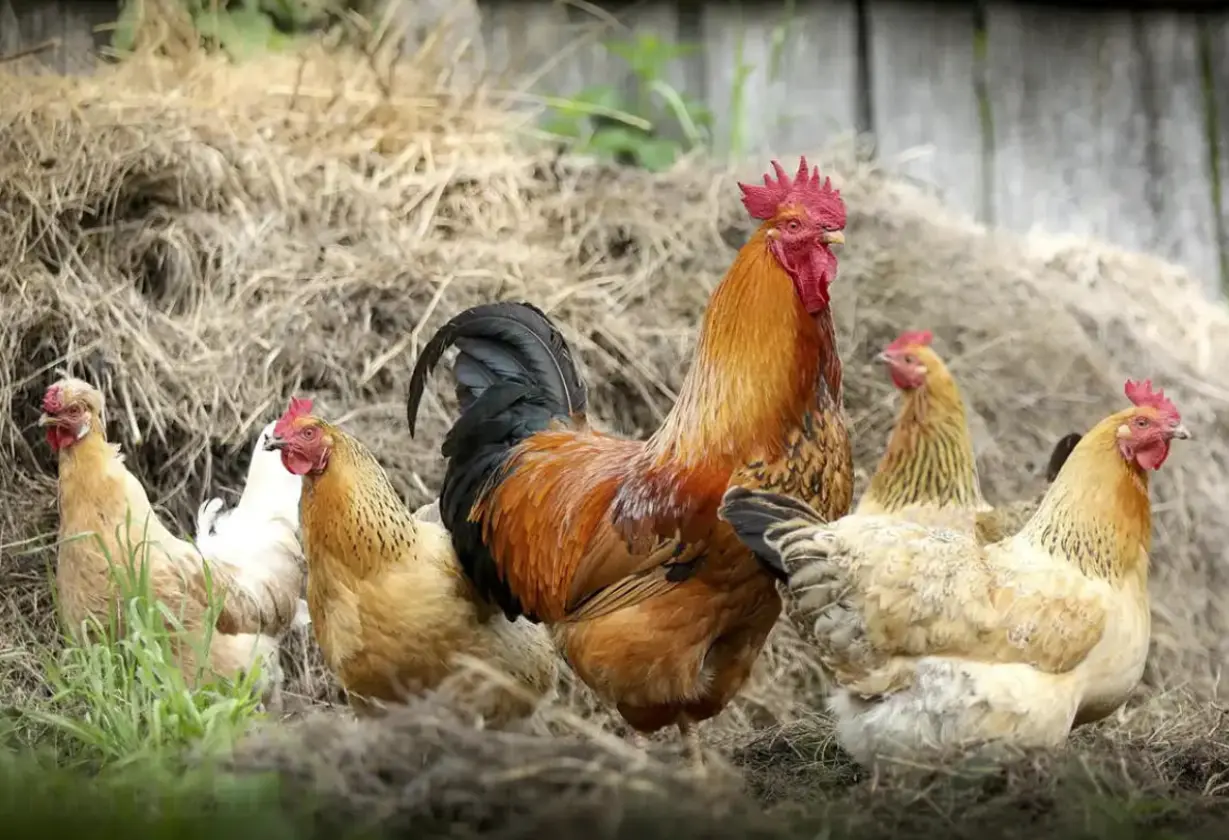 pollo