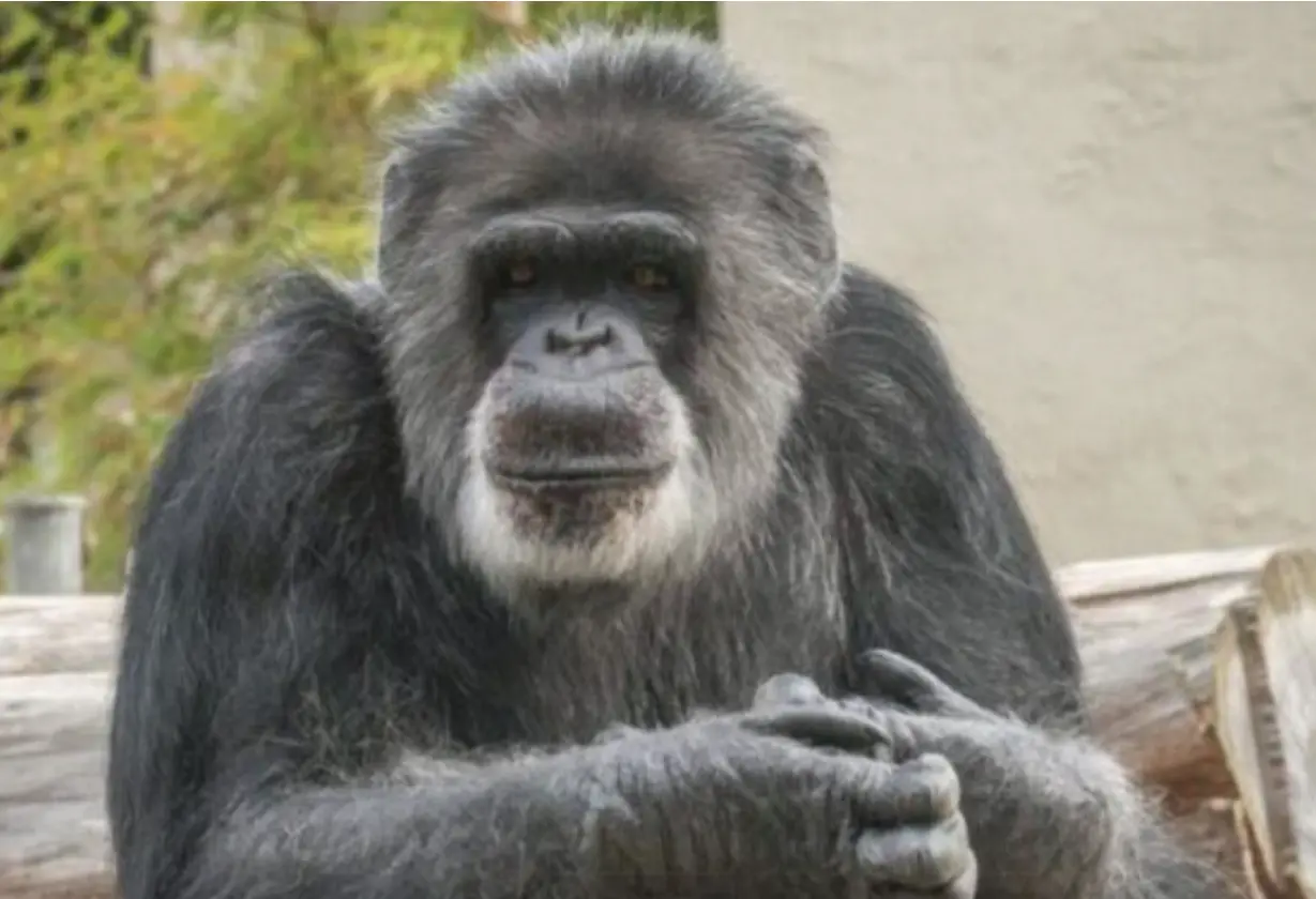 primates