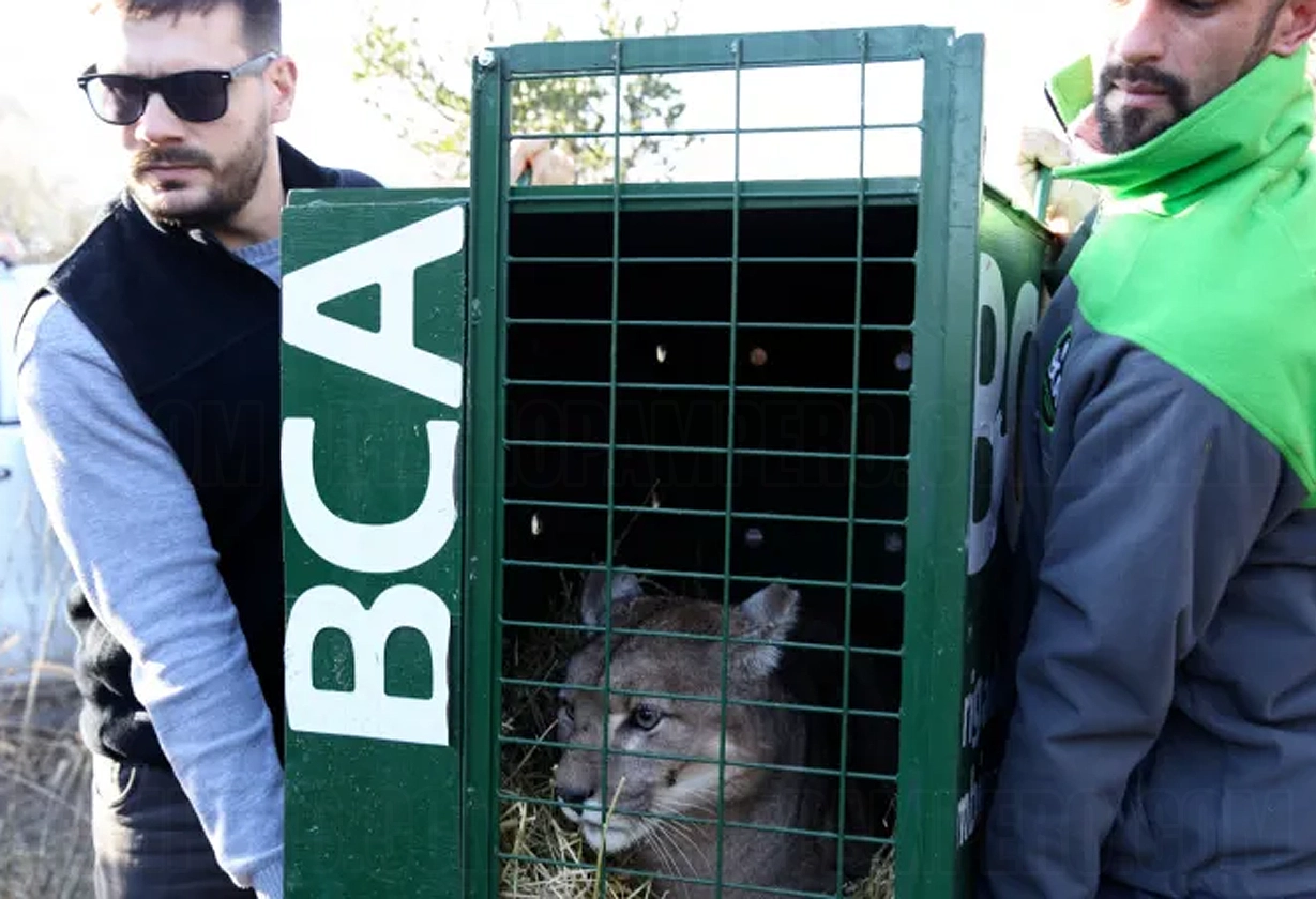 puma_rescatado