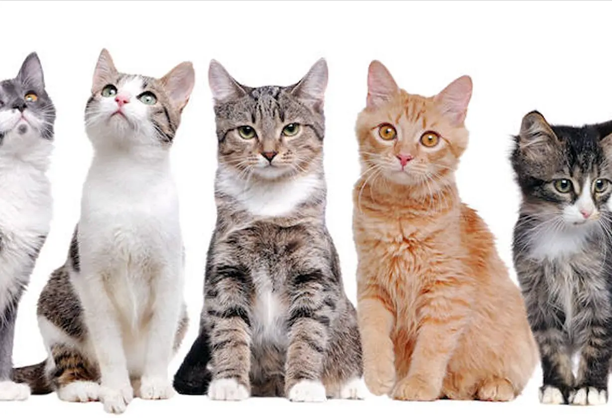 dia_gato