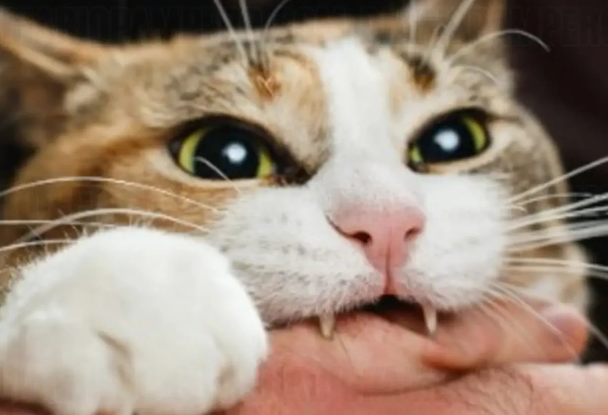 gato