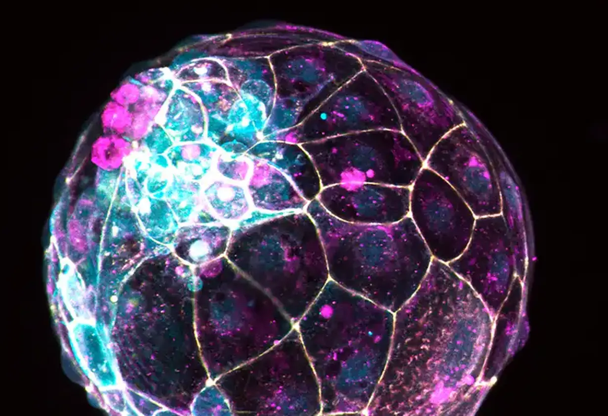 embrion_artificial