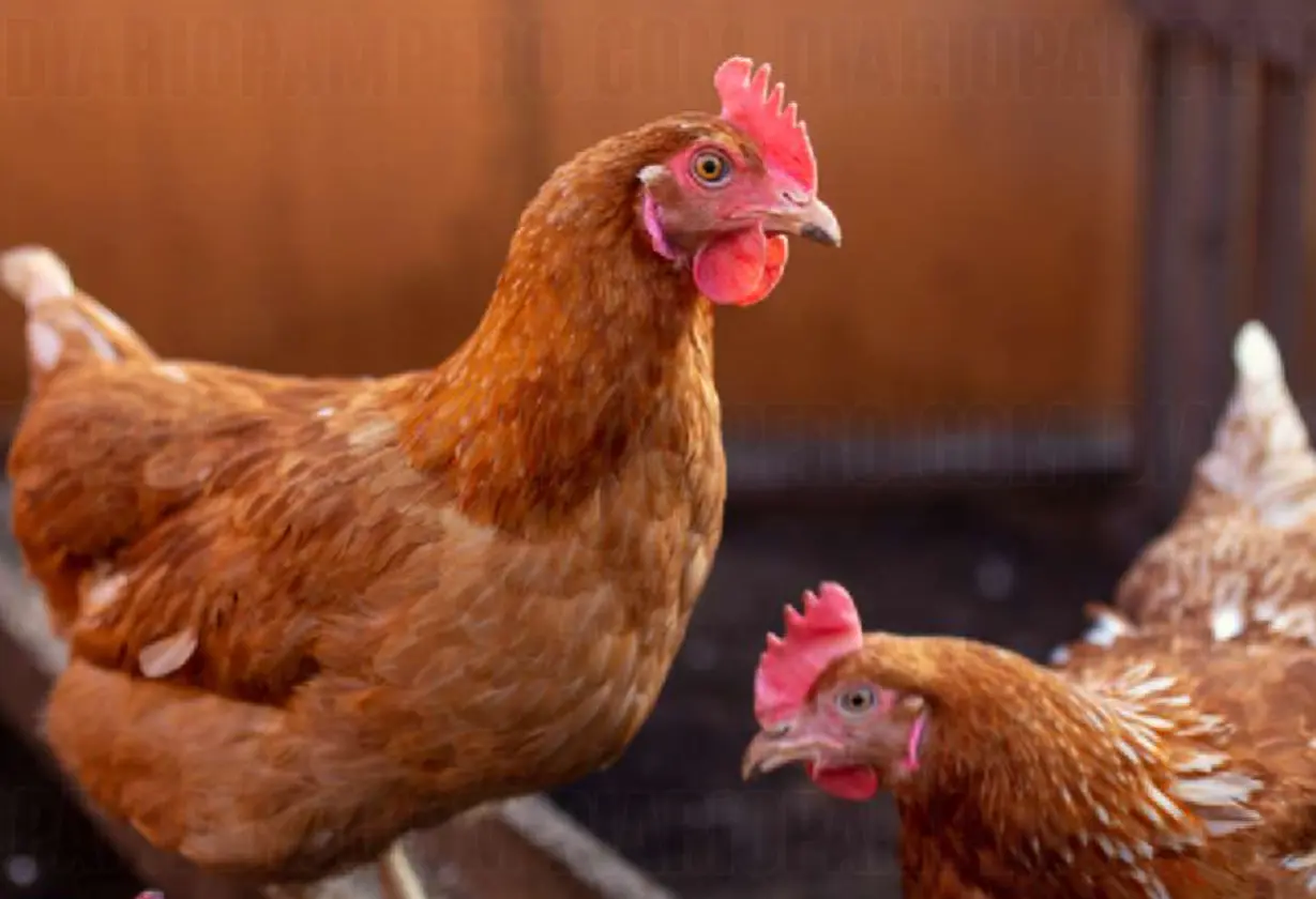 gallinas