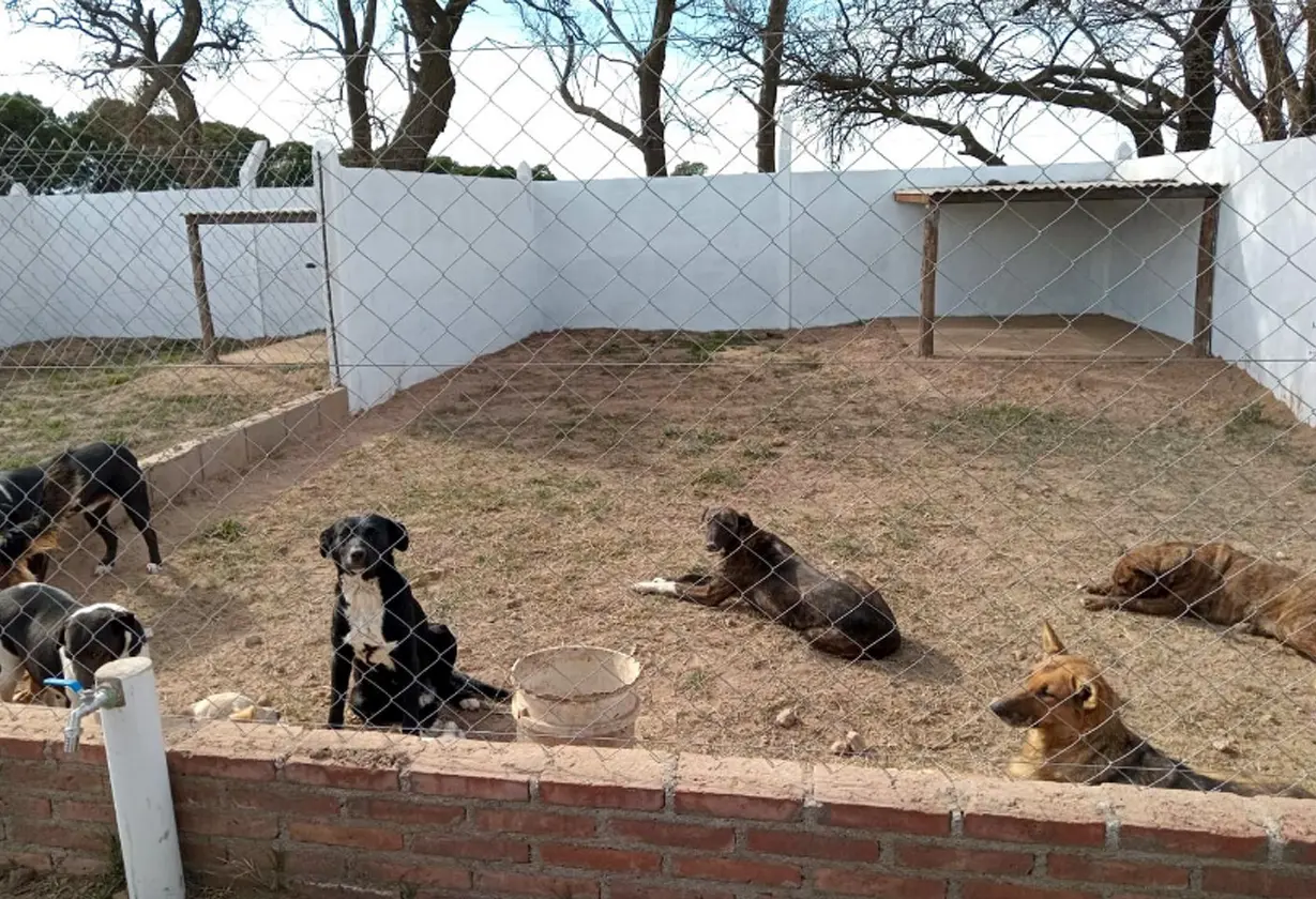 trenel_perros