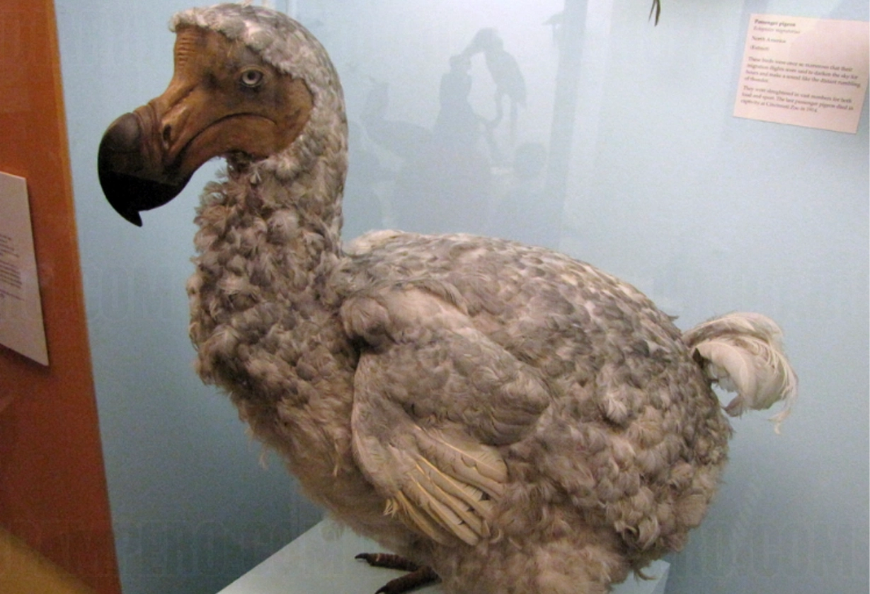 aves