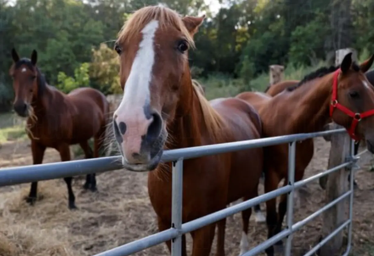 equina