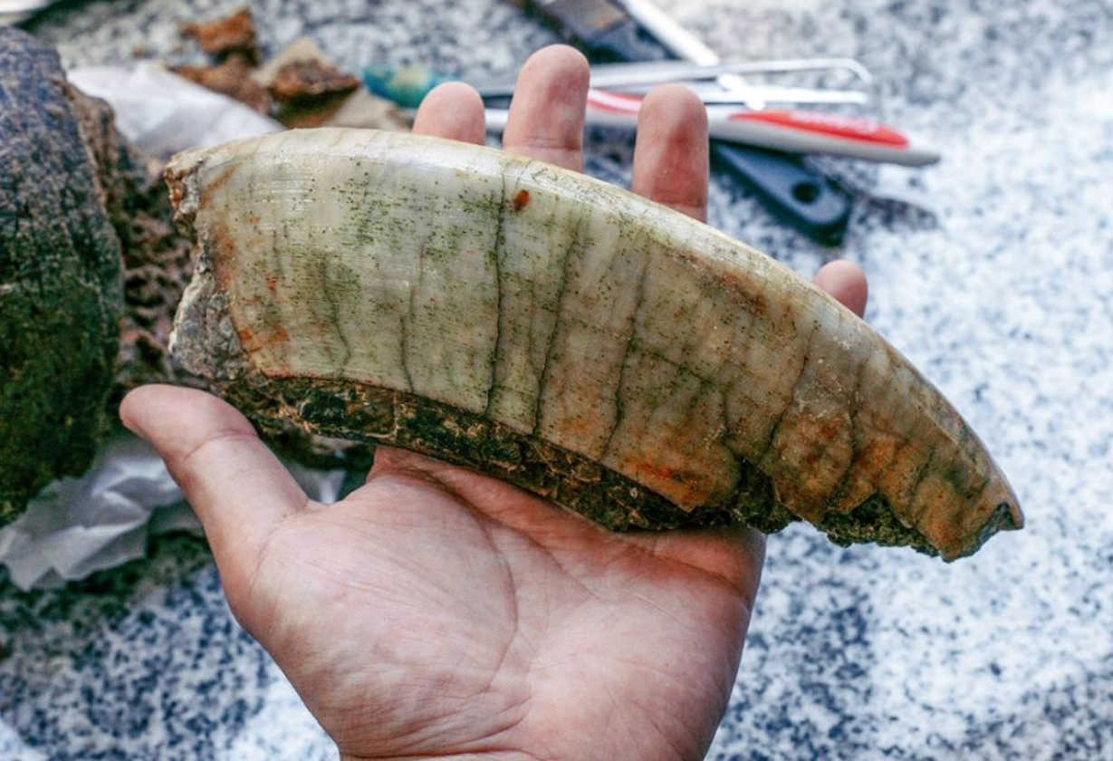 toxodon