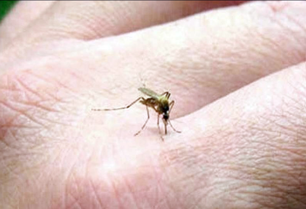 dengue20000
