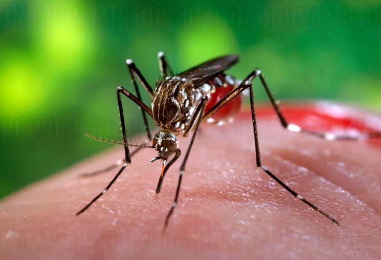 dengue_casos