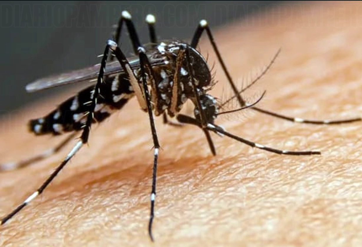 dengue_pampa1