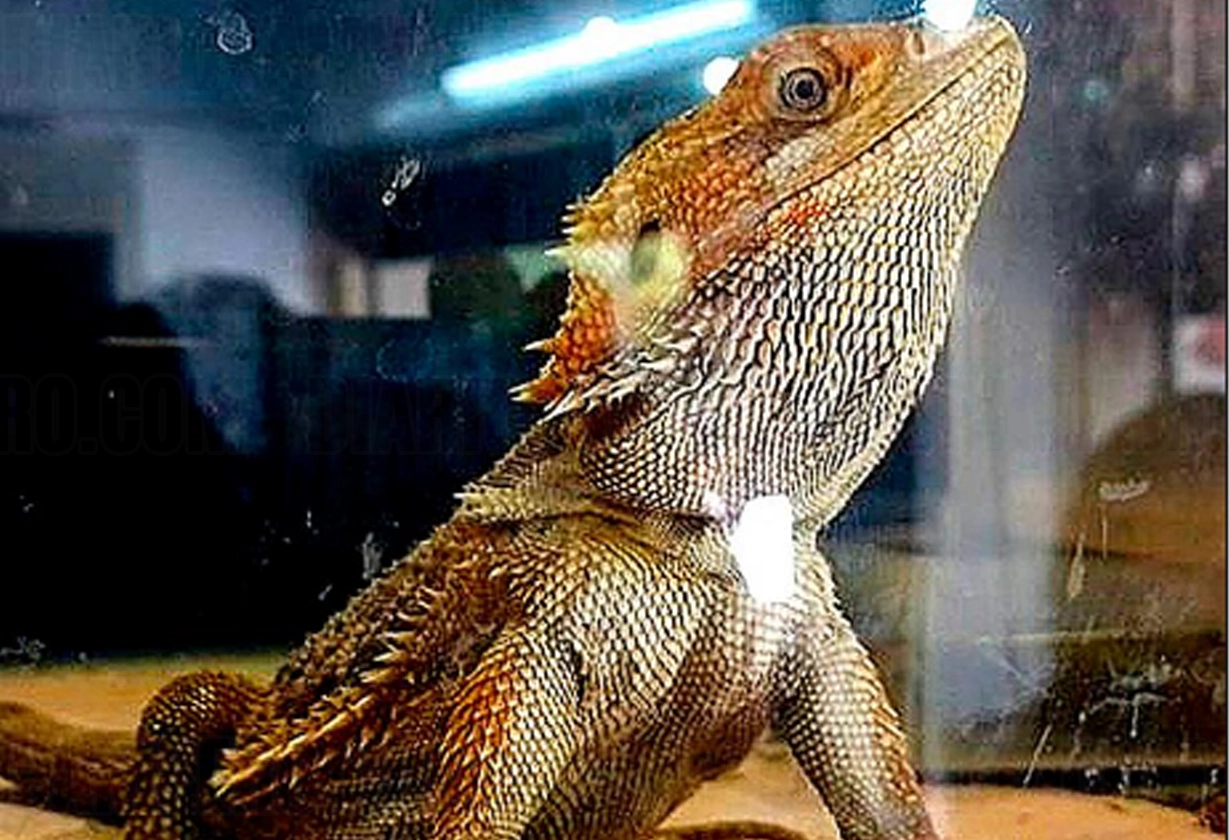 lagartos