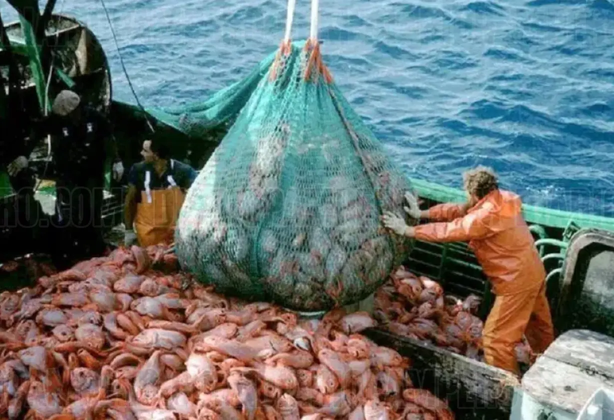 pesca