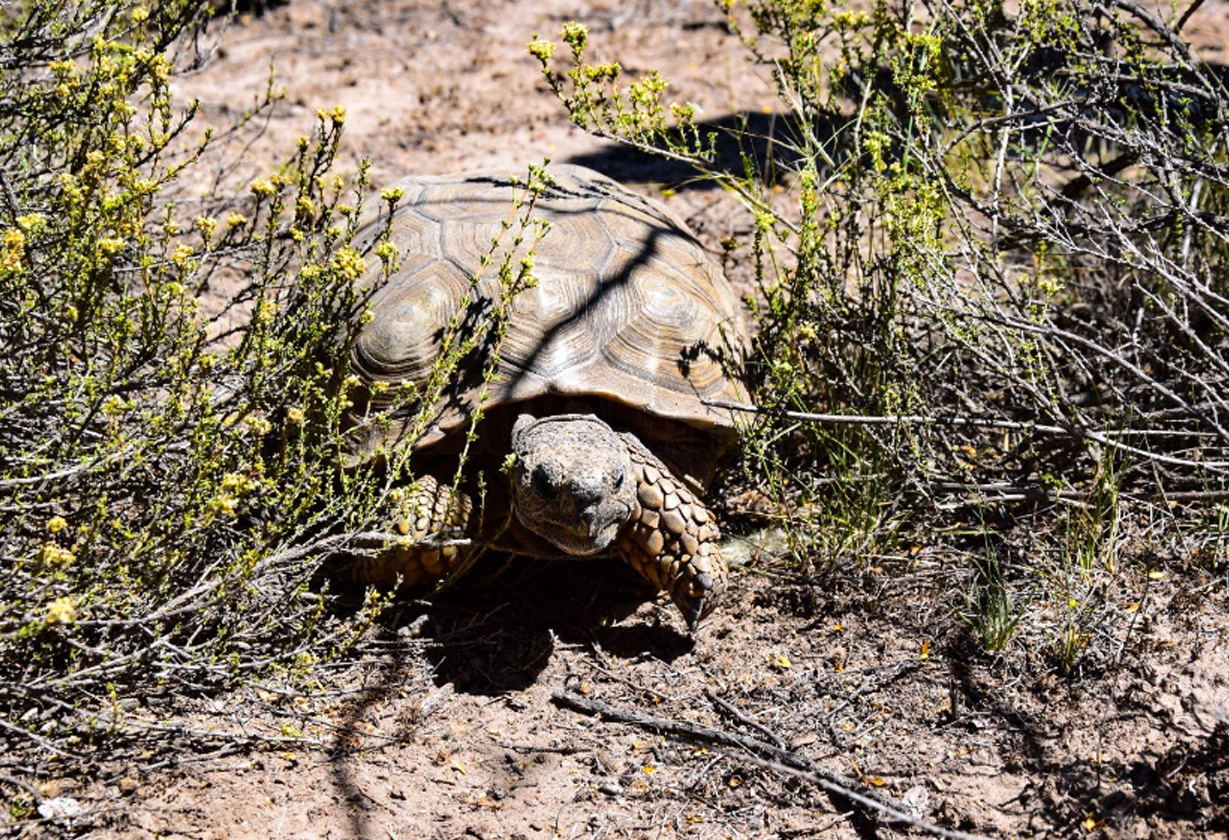 tortugas