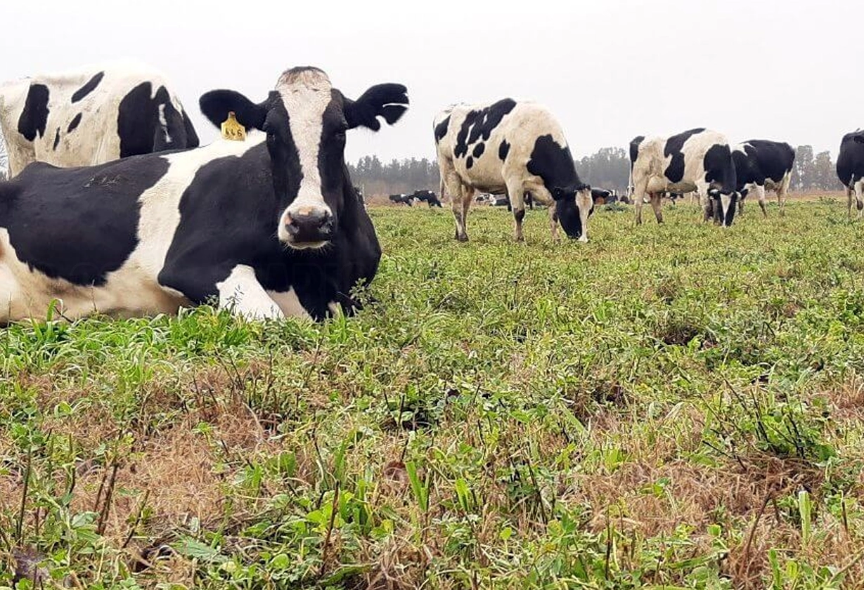 vacas_lecheras