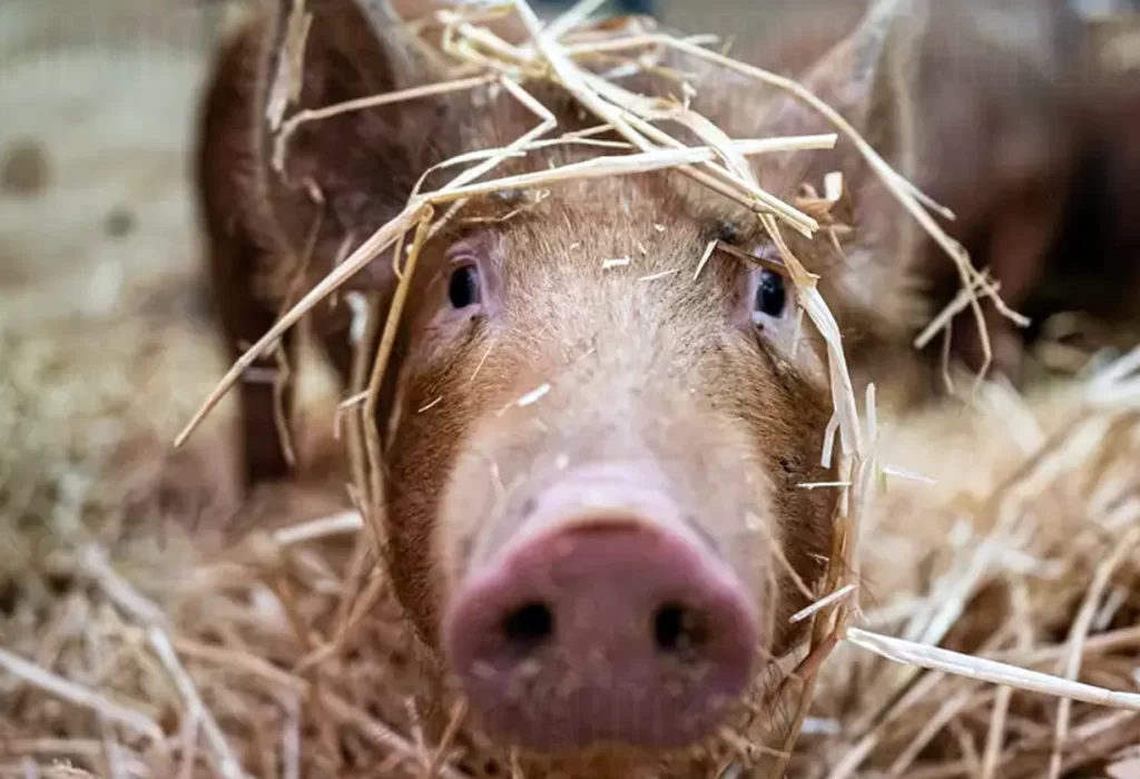 Japón: crean cerdos con órganos aptos para ser trasplantados en humanos