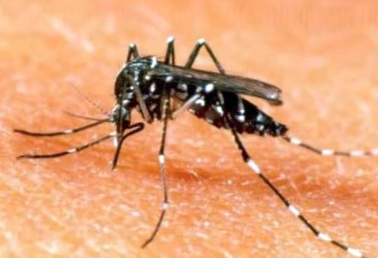 dengue_25_2