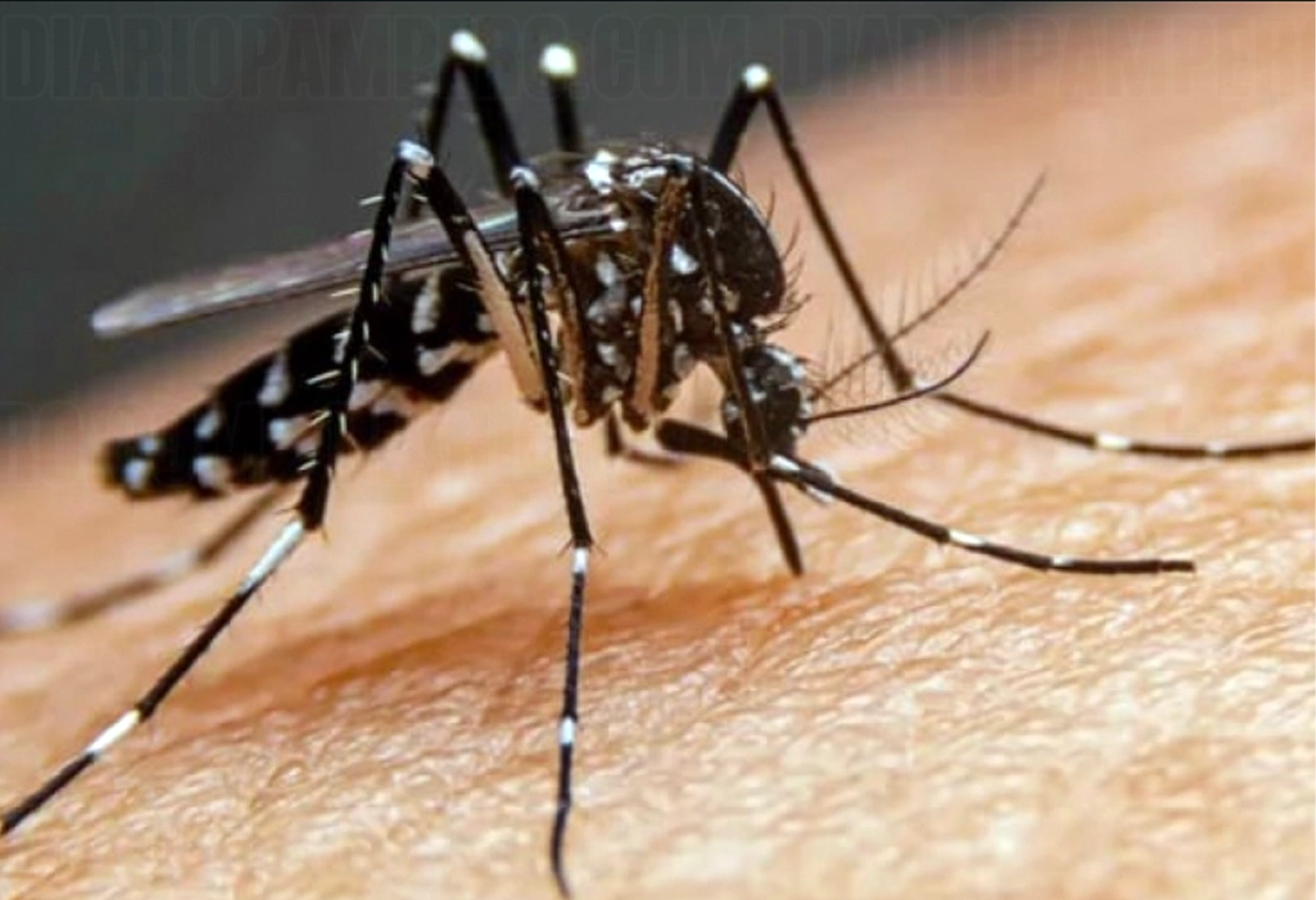 dengue_6_2