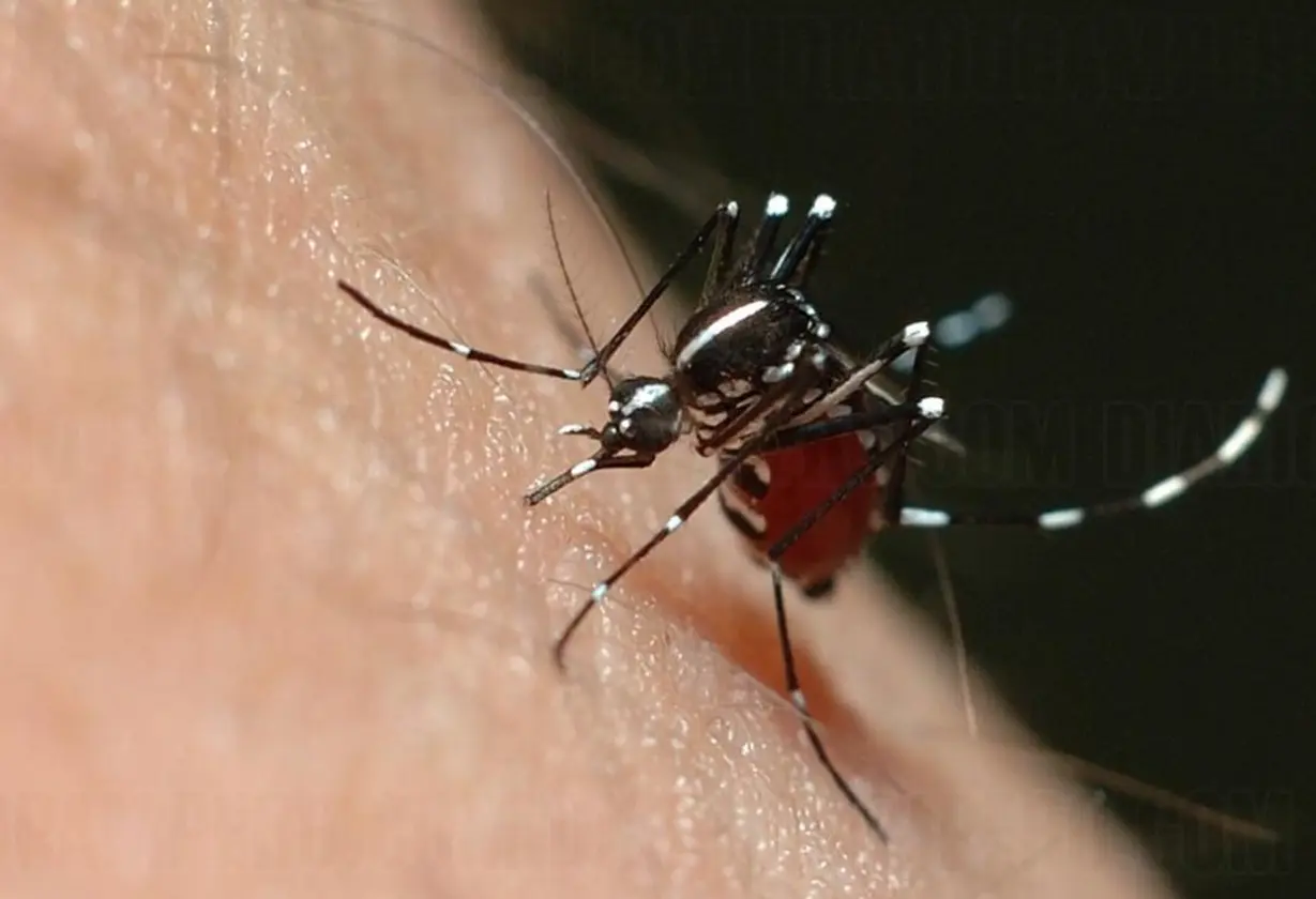 dengue_castex