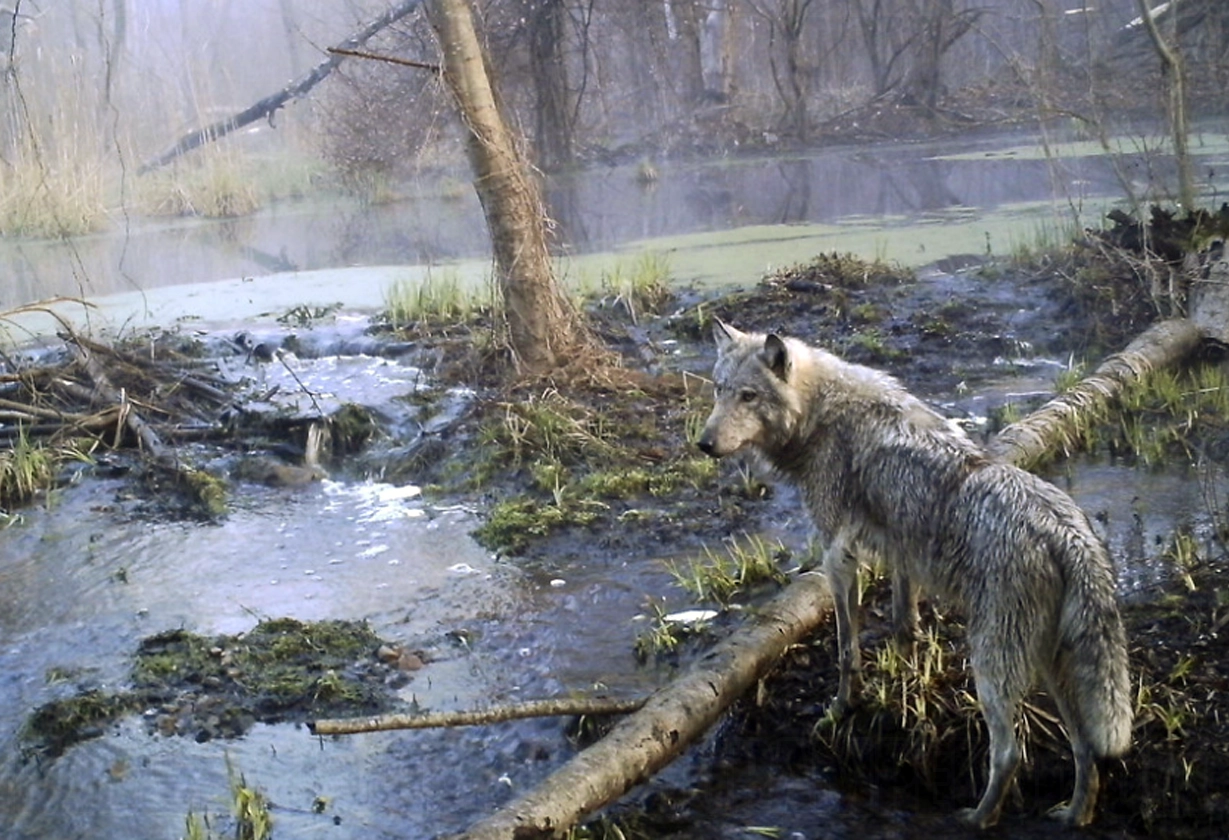 lobos