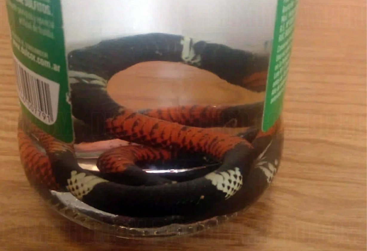 serpiente