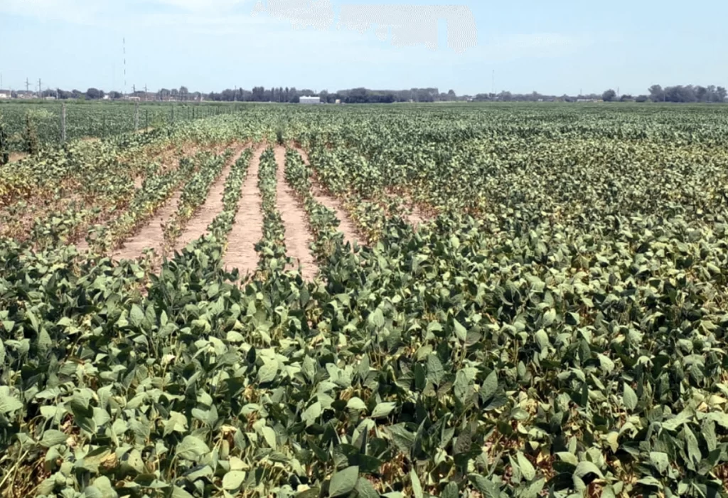 Ola de calor y sequía deja pérdidas irreversibles en cultivos de soja