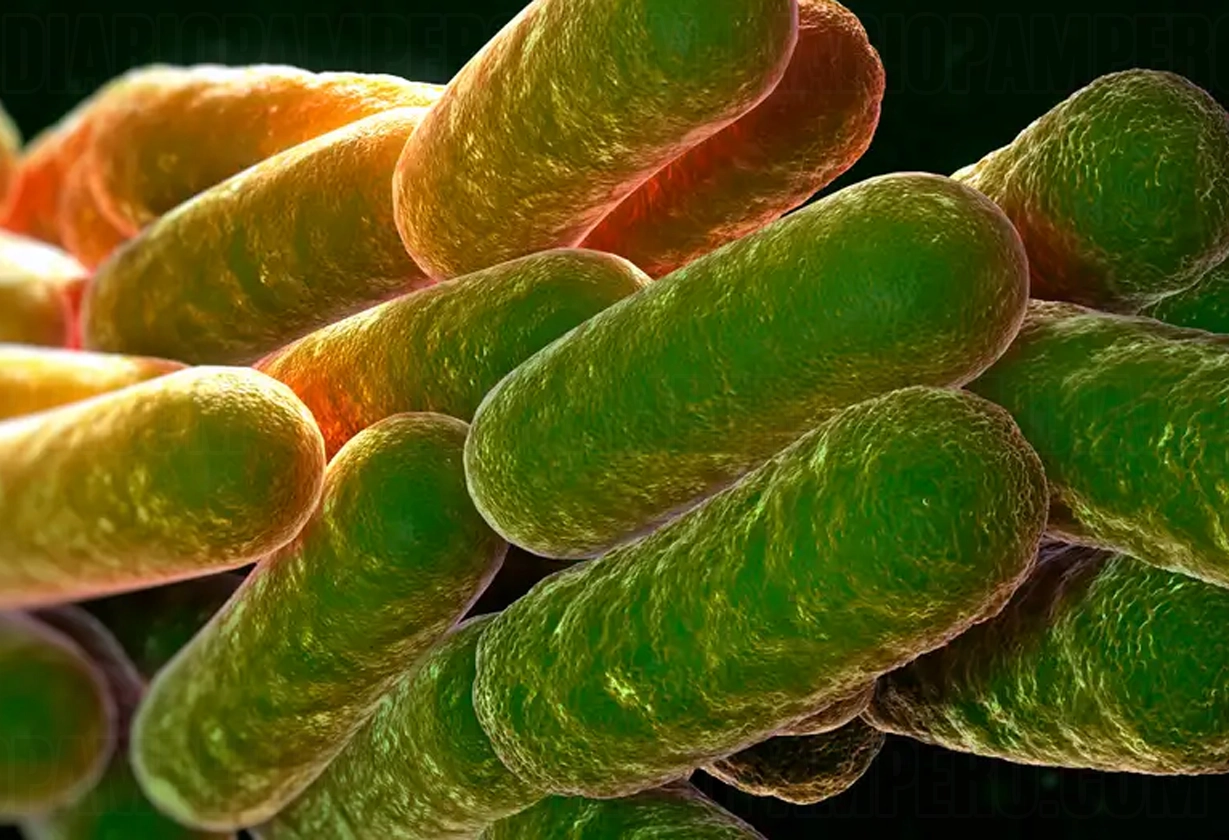 bacteria-1