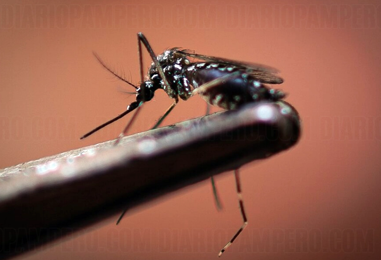 dengue