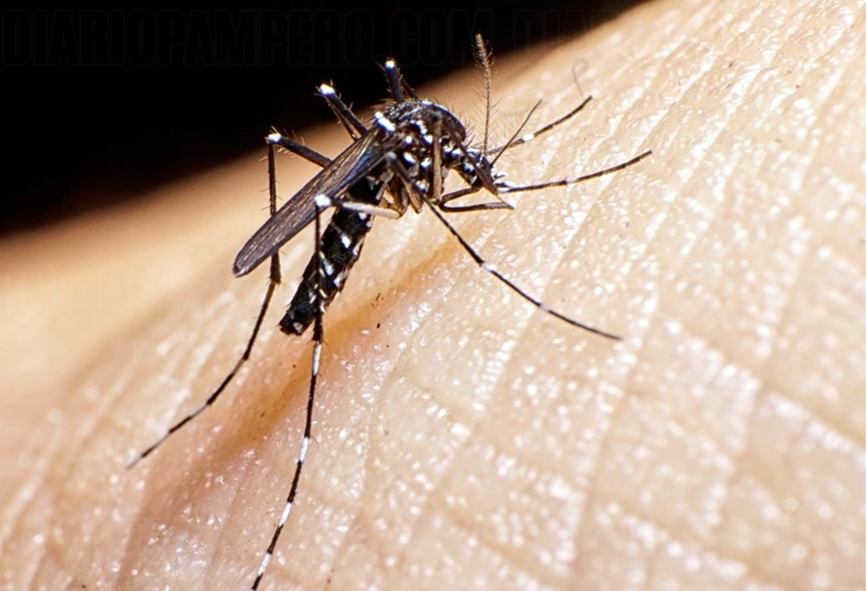 dengue_13_3