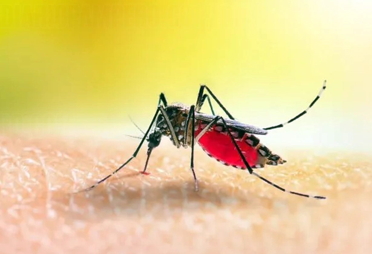 dengue_bsas