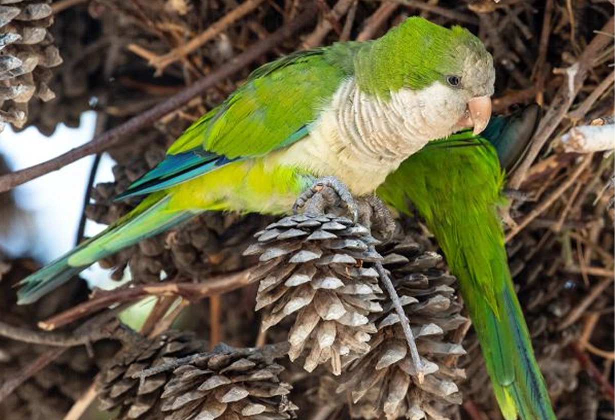 loros