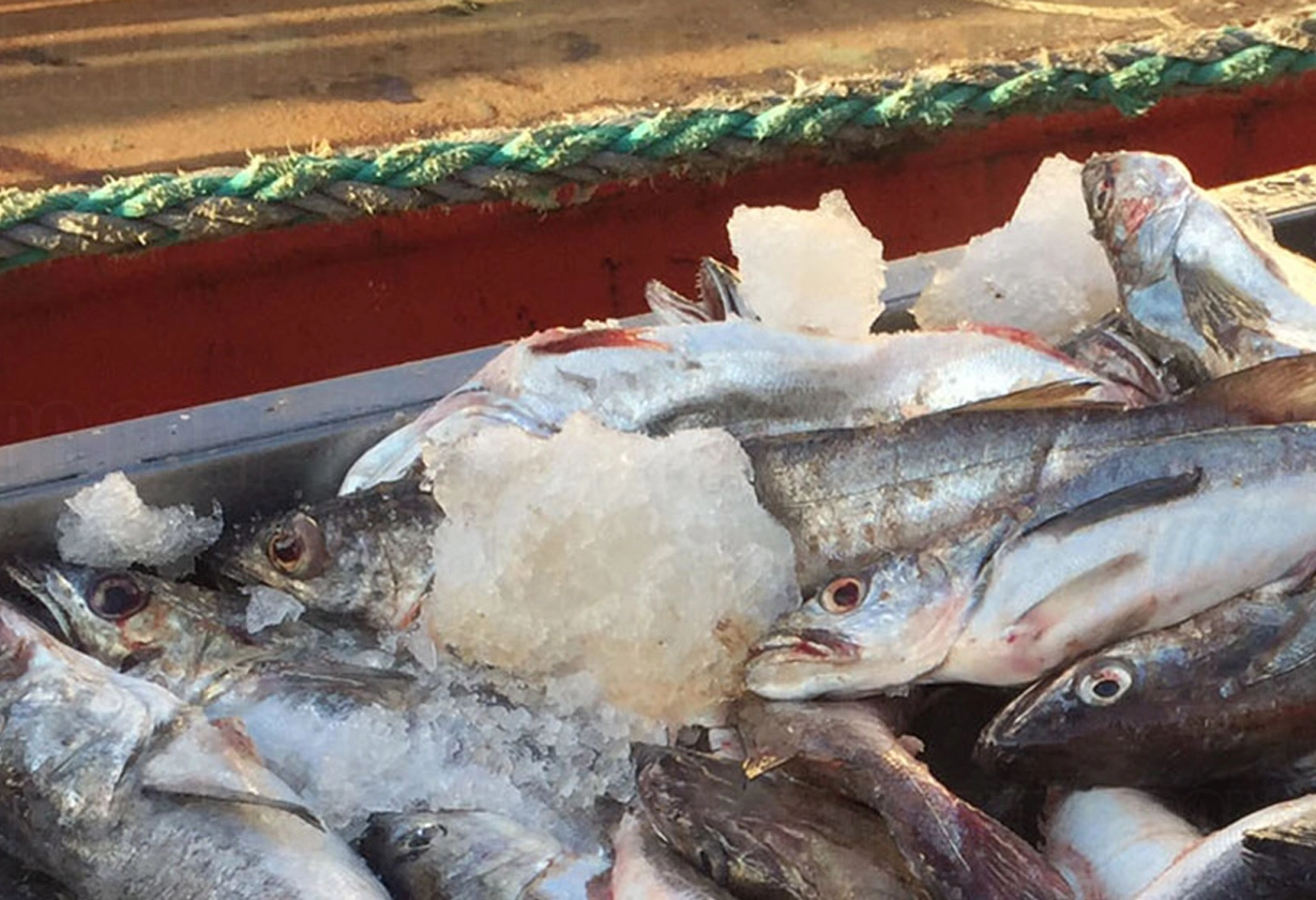 pesca