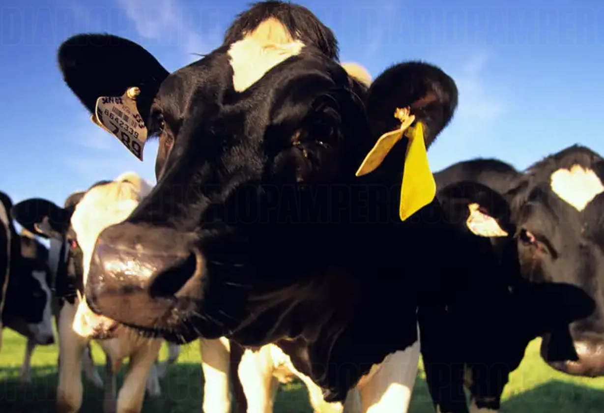vaca