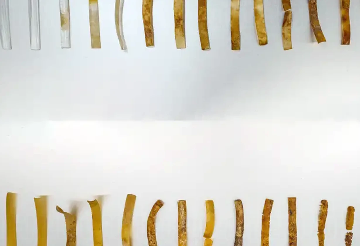 bio