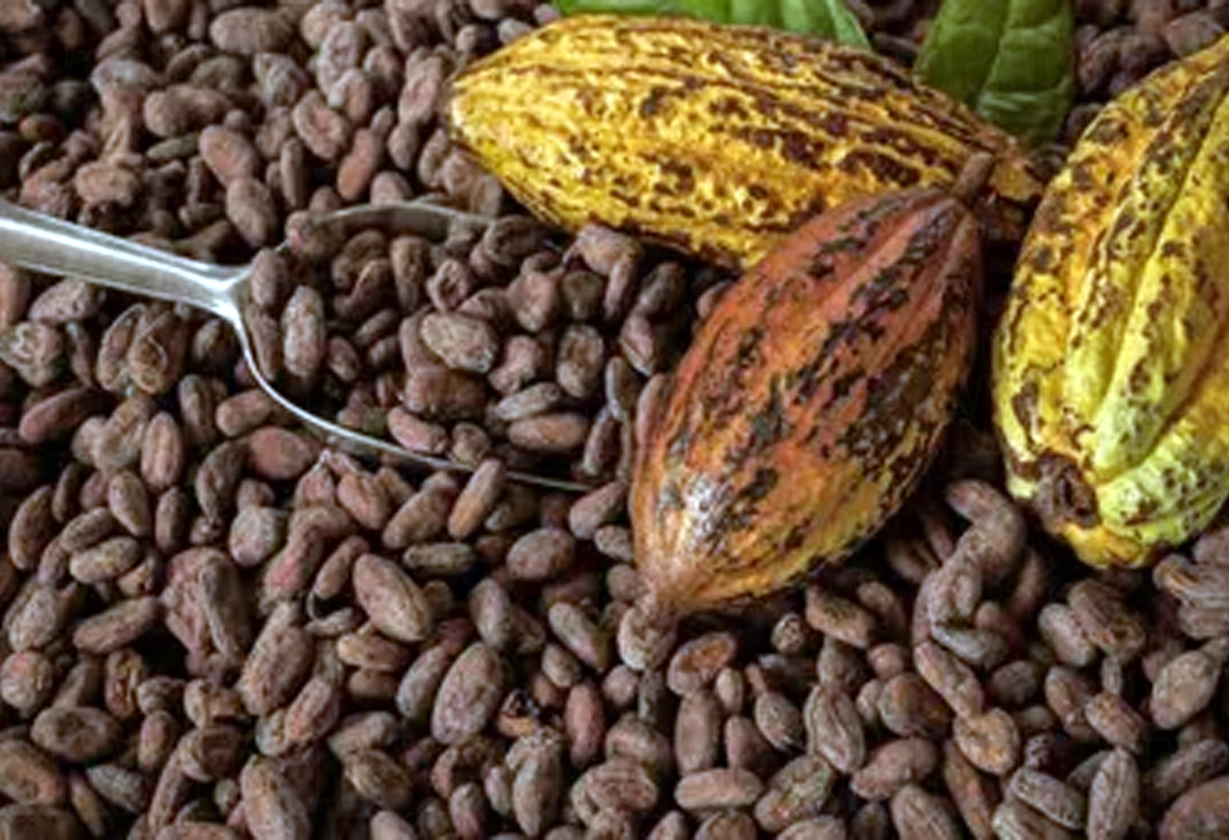cacao