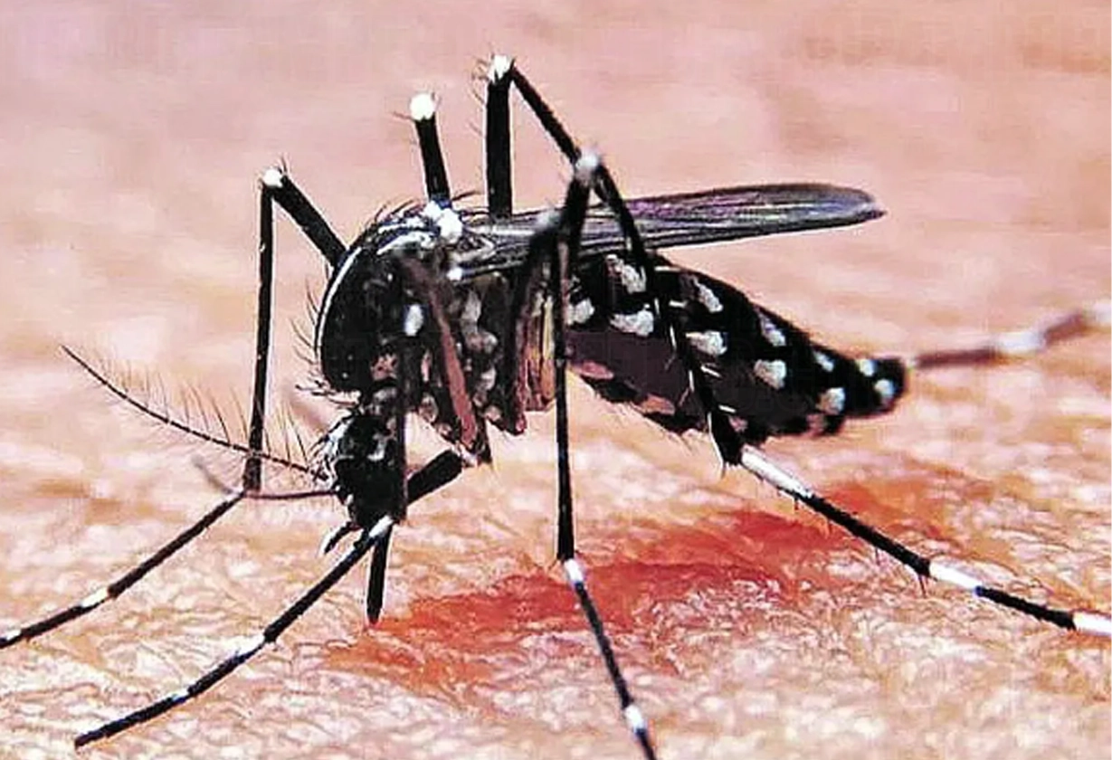 dengue_16_4