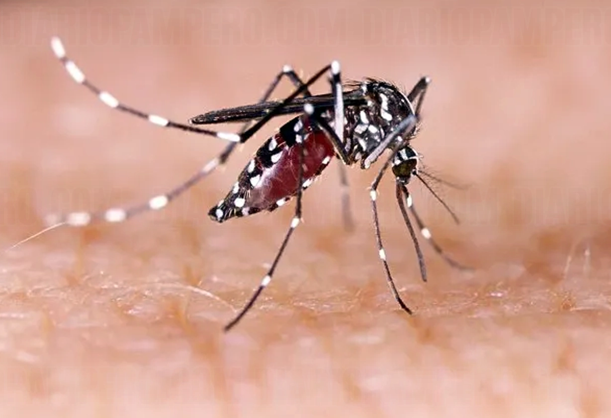 dengue_1_4