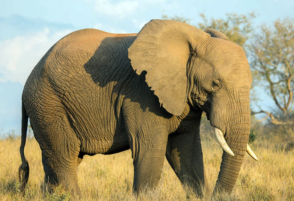 ele